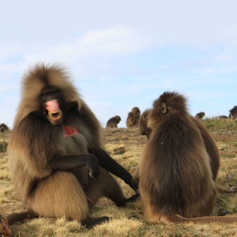 Wildlife Tour on the Roof of Africa: Simien Mountains National Park — 6 Days