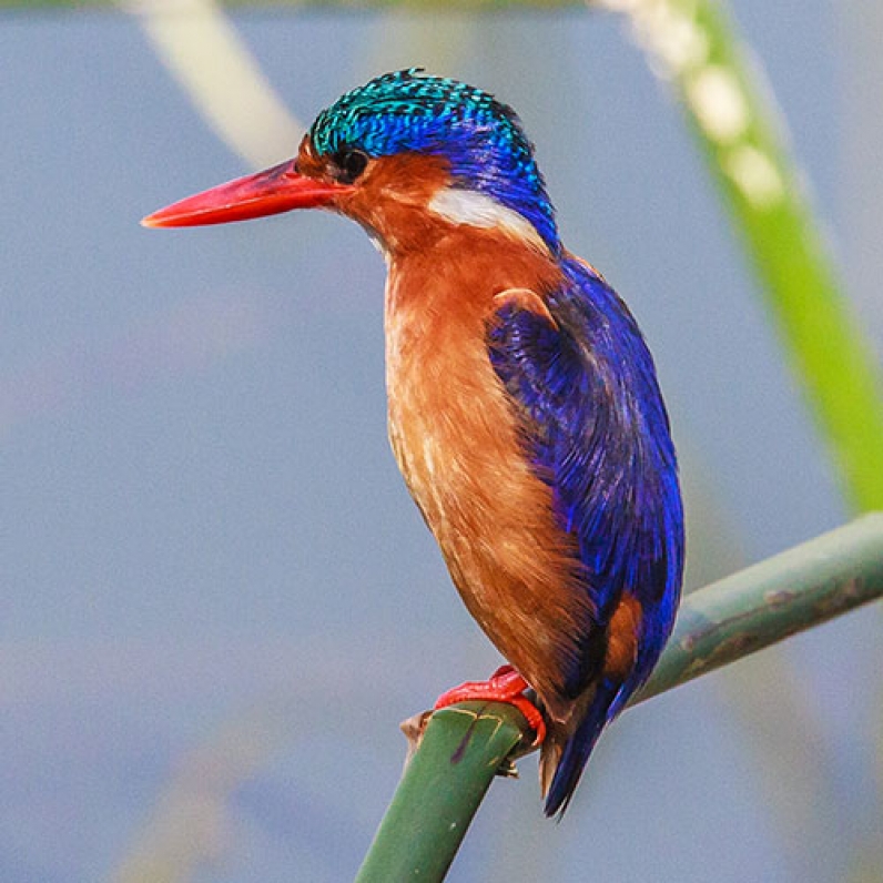 Ethiopia Birding Tour: A Birdwatcher&#039;s Paradise — 10 Days